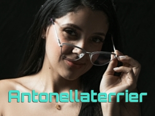Antonellaterrier