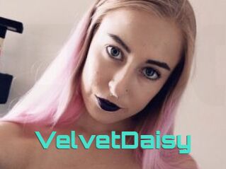 VelvetDaisy